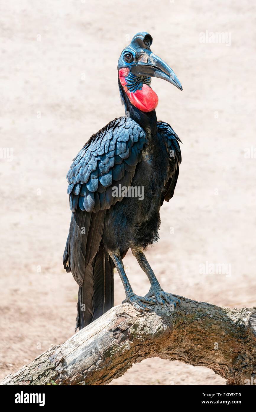 Becco di manzo abissino maschio (Bucorvus abyssinicus) Foto Stock