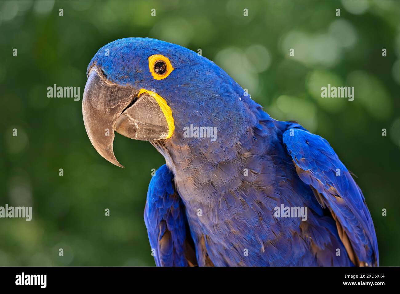 Primo piano dell'ara blu (Ara arauna), uccello esotico con sfondo bokeh verde sfocato Foto Stock