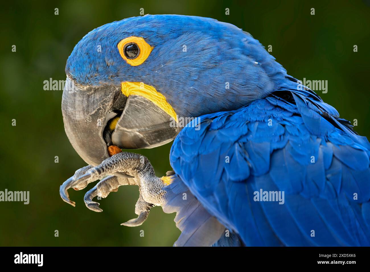 Ritratto di primo piano di un uccello di Macao blu Foto Stock