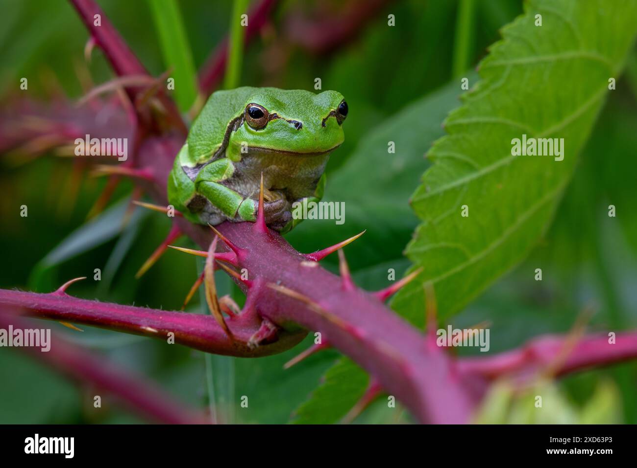Rana alberata europea (Hyla arborea / Rana arborea) che prende il sole sul gambo d'India di un cespuglio bramble in primavera / estate mostrando un colore mimetico verde Foto Stock