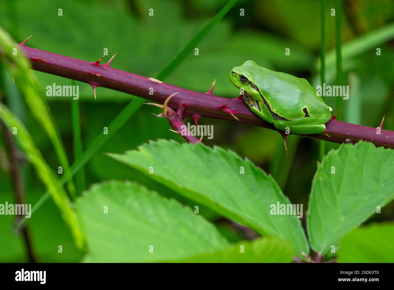 Rana alberata europea (Hyla arborea / Rana arborea) che prende il sole sul gambo d'India di un cespuglio bramble in primavera / estate mostrando un colore mimetico verde Foto Stock