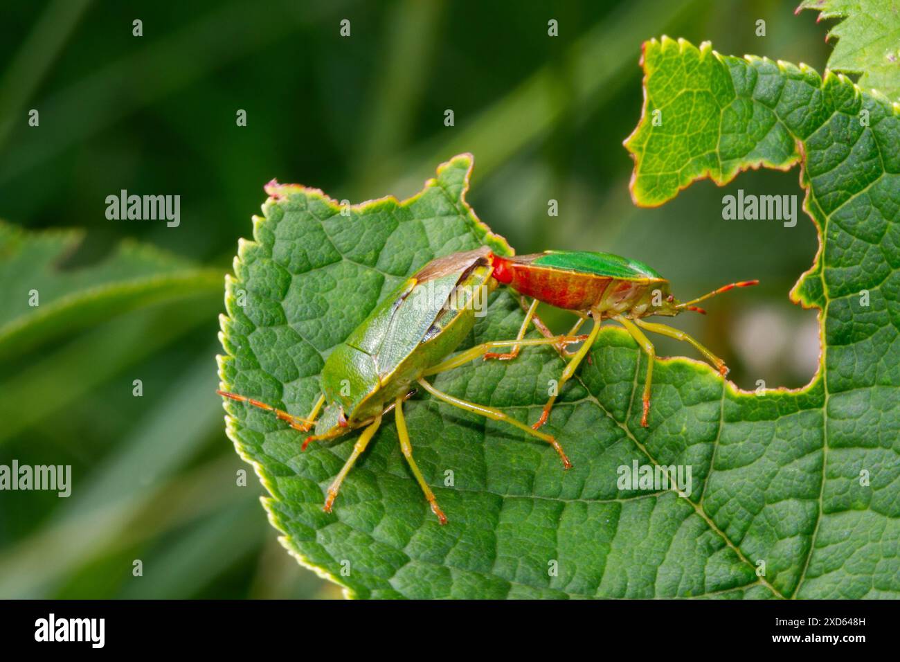 Due insetti di protezione verde accoppiati su una foglia Foto Stock