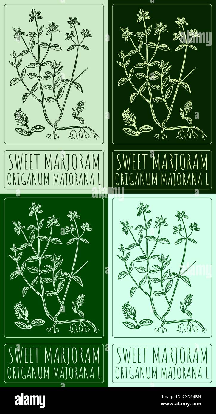 Set di MARJORAM DOLCE per disegno vettoriale in vari colori. Illustrazione disegnata a mano. Il nome latino è ORIGANUM MAJORANA L. Illustrazione Vettoriale