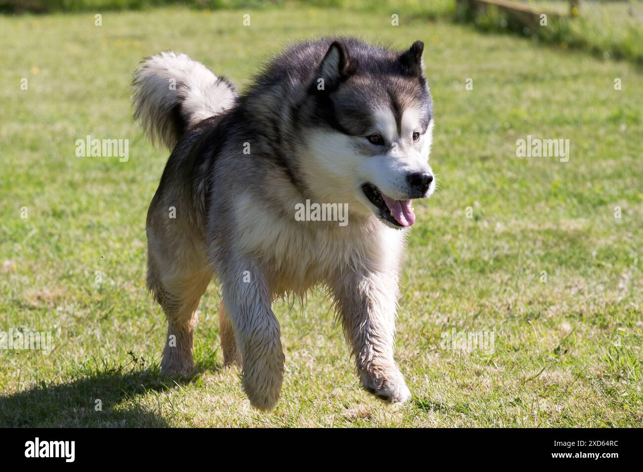 Cane Malamute dell'Alaska che corre sull'erba Foto Stock