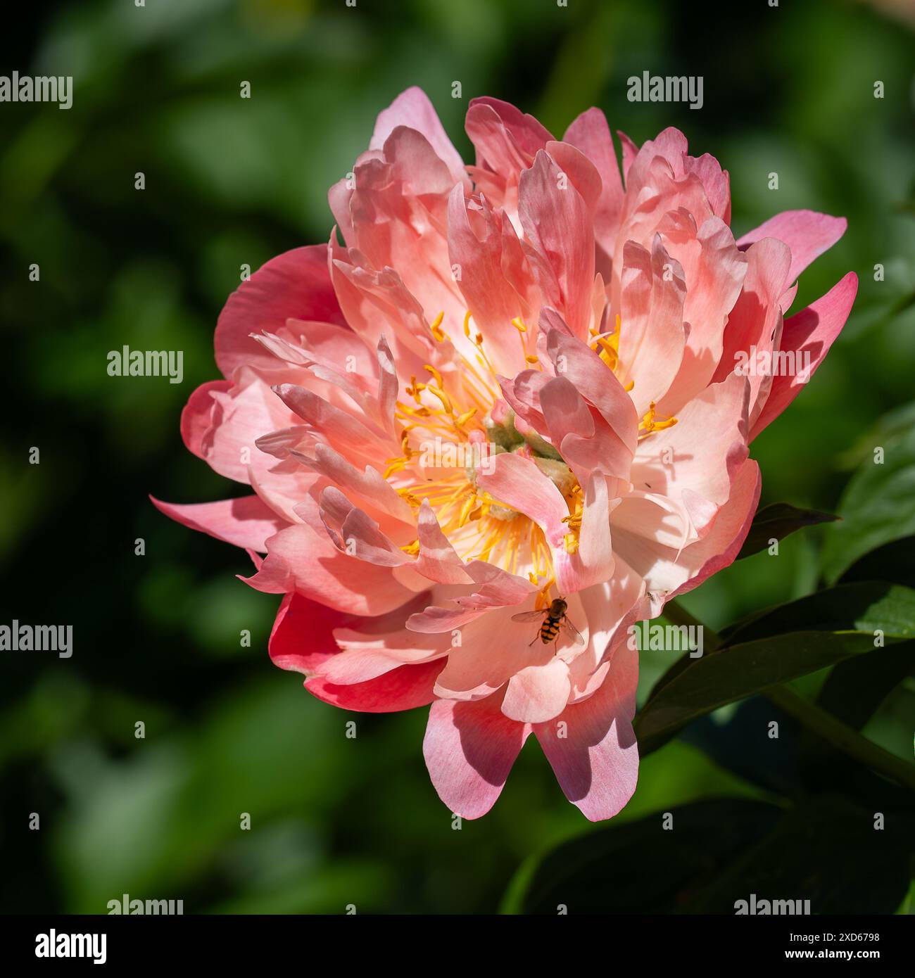Fiore di peonia rosa semi-doppio. Il fascino dei coralli di Peony. Sfondo fiore di peonia. Sfondo. Foto Stock