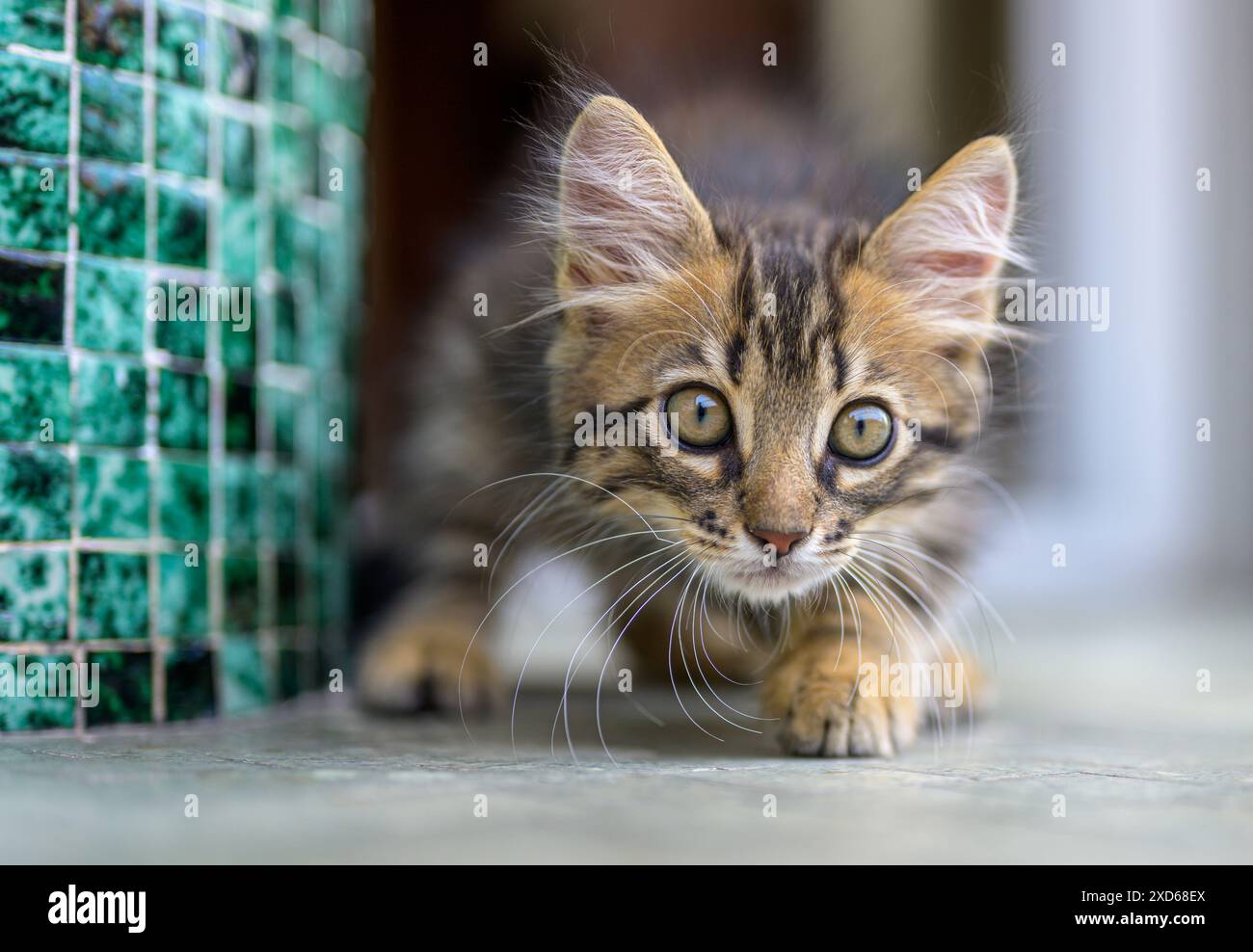 Primo piano di un adorabile gattino con occhi larghi che esplora attentamente gli ambienti interni, accanto a un muro piastrellato verde. Perfetto per temi di curiosità, animali domestici e in Foto Stock