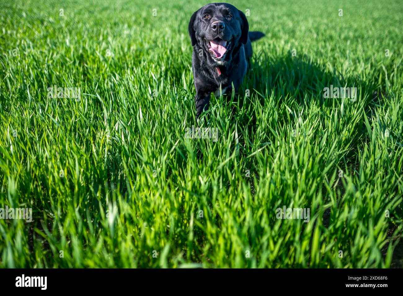 Un allegro cane Labrador nero con la lingua fuori, che si diverte a divertirsi in un lussureggiante campo di erba verde. Cattura l'essenza del divertimento e della libertà. Foto Stock