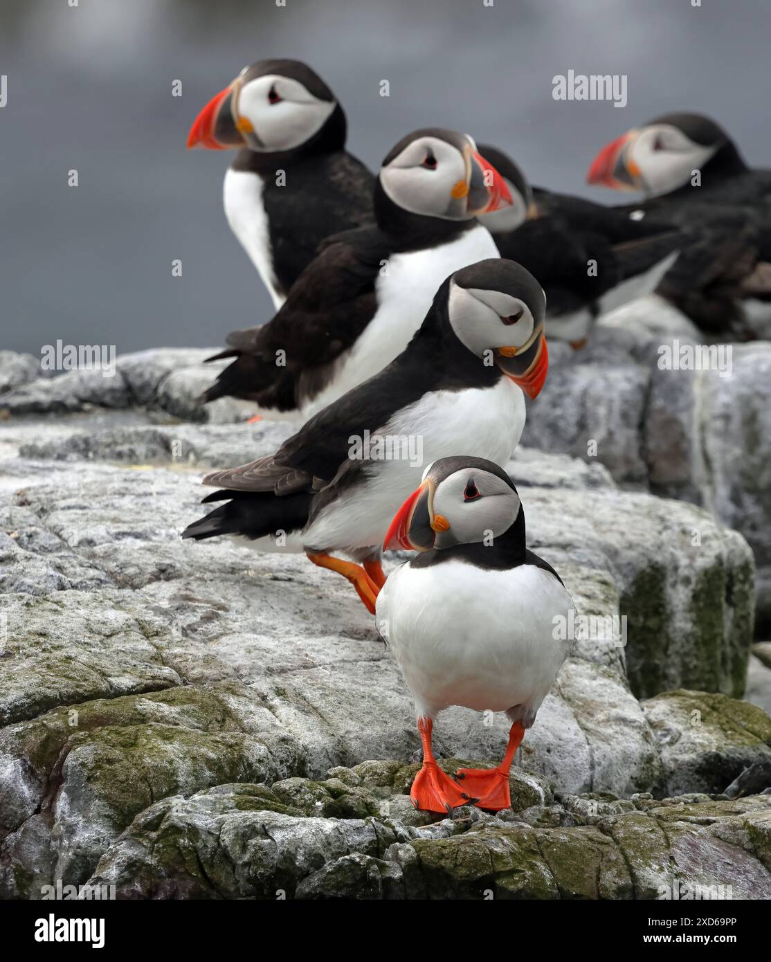 Un gruppo di polpastrelli dell'Atlantico (Fratercula arctica) Foto Stock