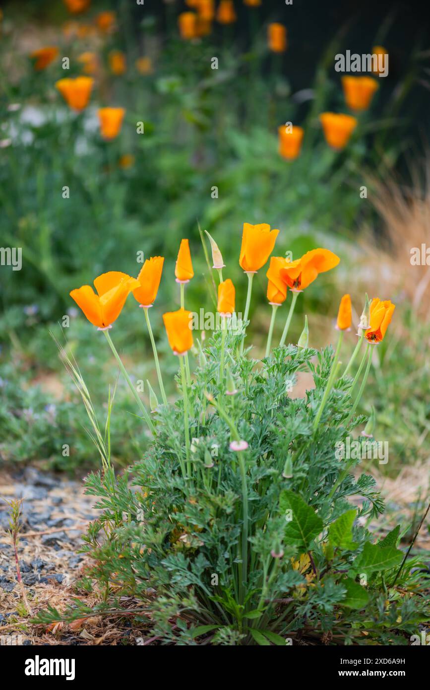 Fiori di papavero californiano in fiore (Eschscholzia californica) al Chino Hills State Park in California. Foto Stock