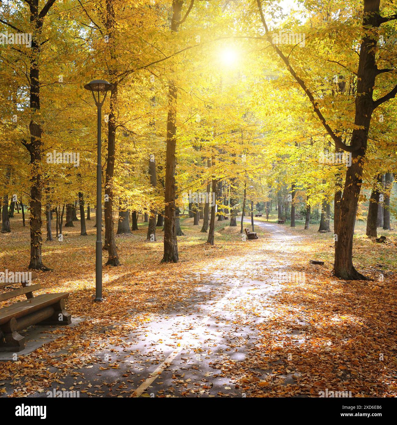 Parco autunnale e foglie cadute illuminate dal sole Foto Stock