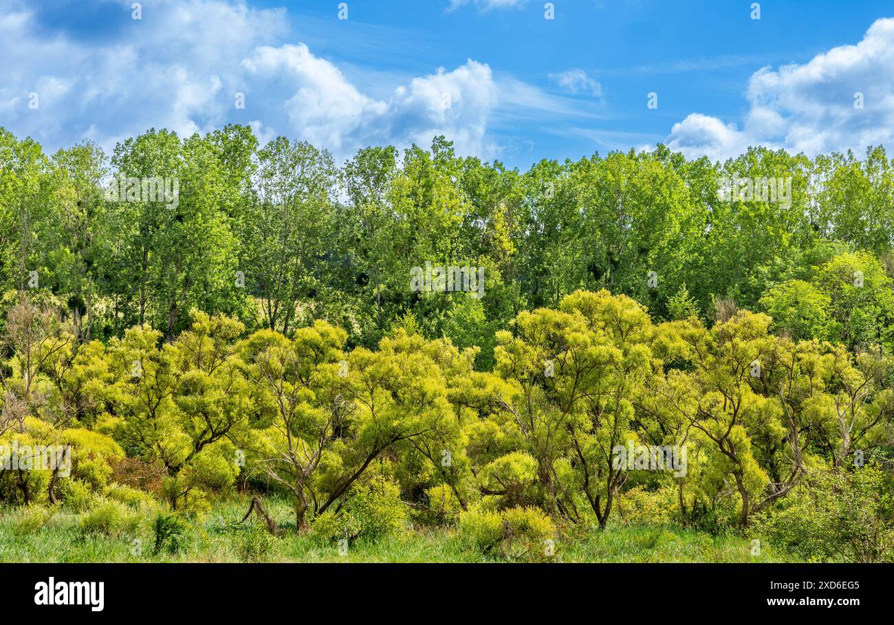 Bosco misto in primavera (foglie fresche) - Preuilly-sur-Claise, Indre-et-Loire (37), Francia. Foto Stock