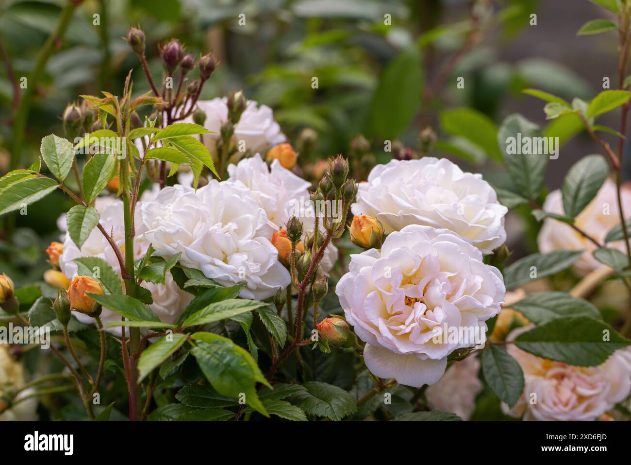 Primo piano di un David Austin Rose di nome Rosa Ghislaine de Feligonde . Un rosone inglese che fiorisce a giugno in un giardino all'inglese. Inghilterra, Regno Unito Foto Stock