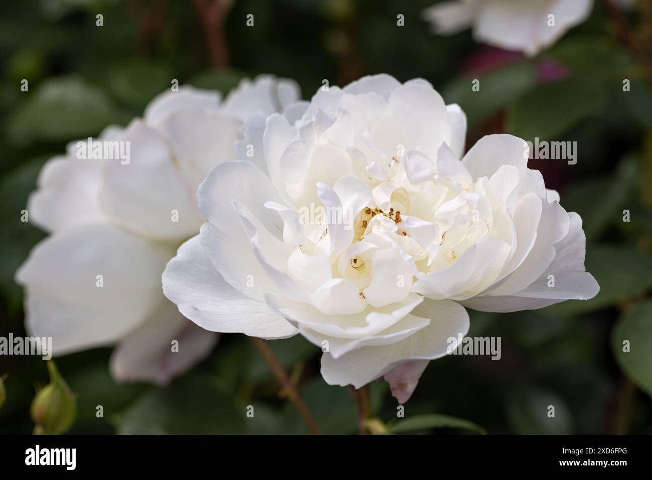 Primo piano di un David Austin Rose di nome Rosa Desdemona. Una rosa di arbusto inglese bianco che fiorisce a giugno in un giardino inglese. Inghilterra, Regno Unito Foto Stock