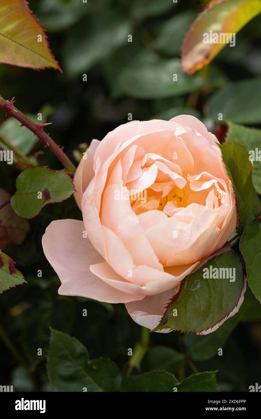 Primo piano di un David Austin Rose chiamato Rosa il generoso giardiniere. Una bellissima rosa albicocca inglese per arrampicate, Inghilterra, Regno Unito Foto Stock