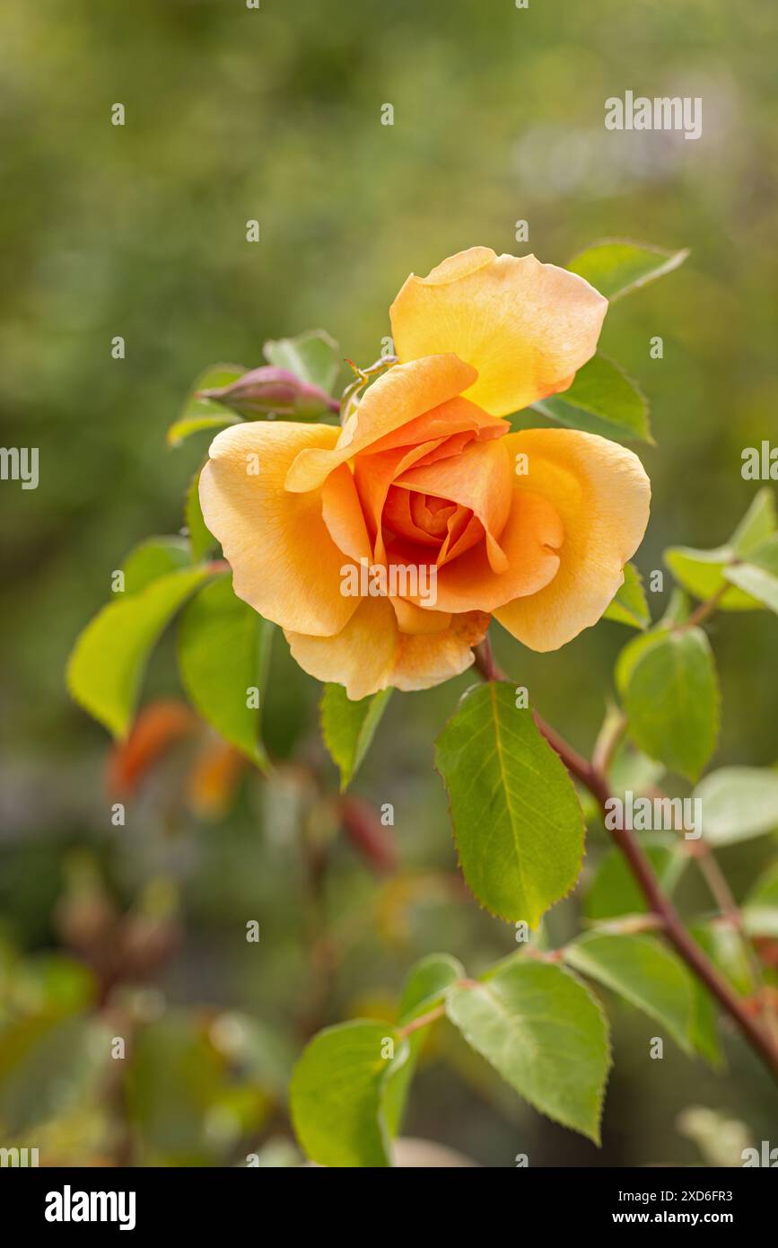 Primo piano di un bocciolo di albicocca/rosa arancione chiamato Rosa Dame Judi Dench che fiorisce in un giardino inglese. Una bella rosa di David Austin fiorisce. REGNO UNITO Foto Stock