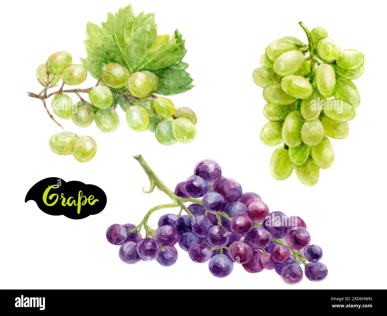 Illustrazione ad acquerello di uve verdi e viola, ideale per progetti artistici, di design e alimentari Foto Stock Illustrazione ad acquerello di uve verdi e viola, ideale per progetti artistici, di design e alimentari Foto Stock
