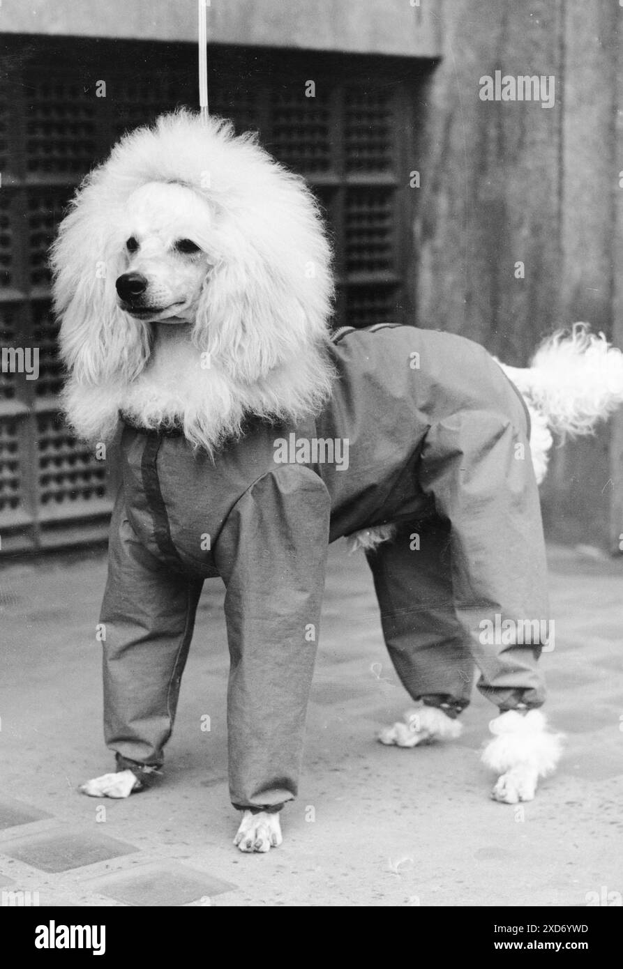 8 settembre 1962: Londra, Inghilterra, Regno Unito: KAYWARD WHITE EASIGN, di proprietà della signora Hargrave di Barrowash, Derby, arriva nella sua giacca impermeabile per lo spettacolo. (Immagine di credito: © Keystone Press Agency/ZUMA Press Wire). SOLO PER USO EDITORIALE! Non per USO commerciale! Foto Stock