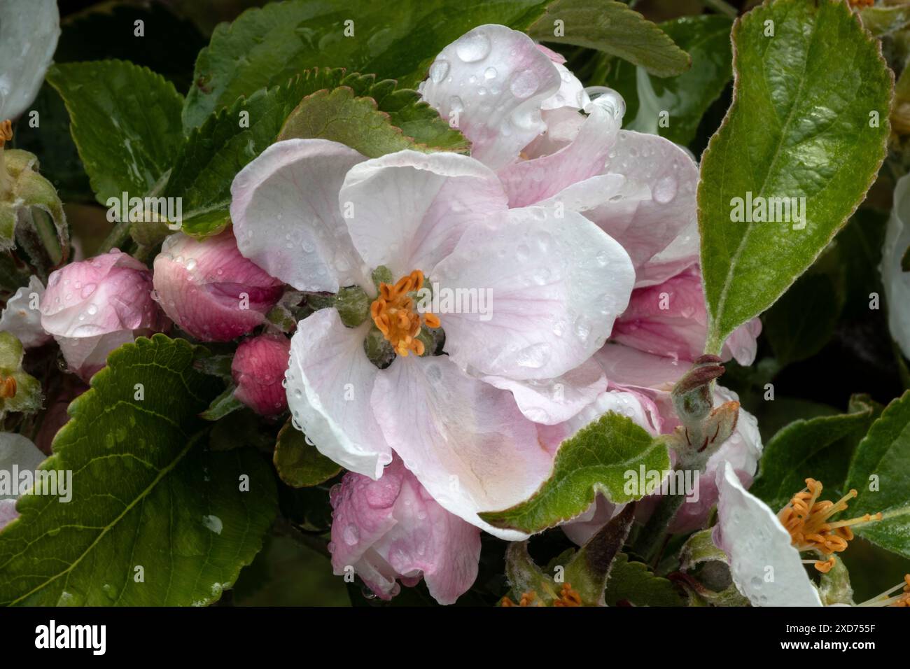 WA24824-00....WASHINGTON - albero di mele di Cox's Orange Pippin (Malus domestica) che cresce in un giardino domestico di Edmonds. Foto Stock