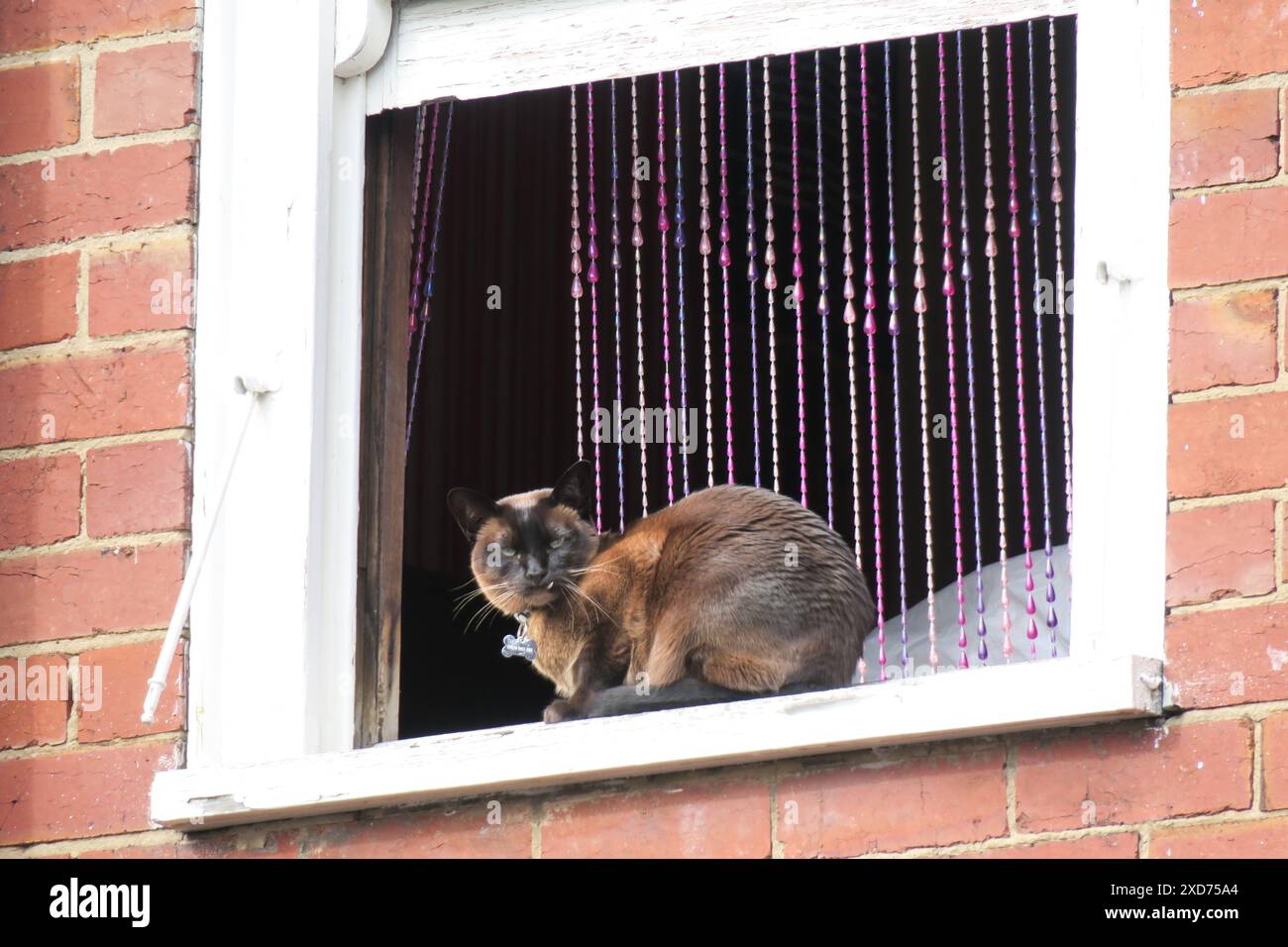 Gatti nazionali di Melbourne, Australia. Foto Stock