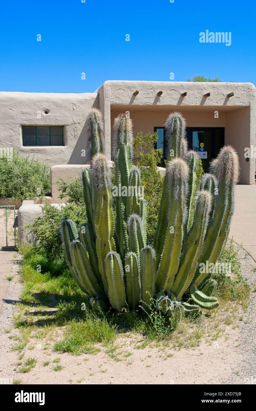 I cactus a canne d'organo si trovano all'ingresso del centro visitatori presso il Casa grande Ruins National Monument - Coolidge, Arizona, aprile 2024 Foto Stock