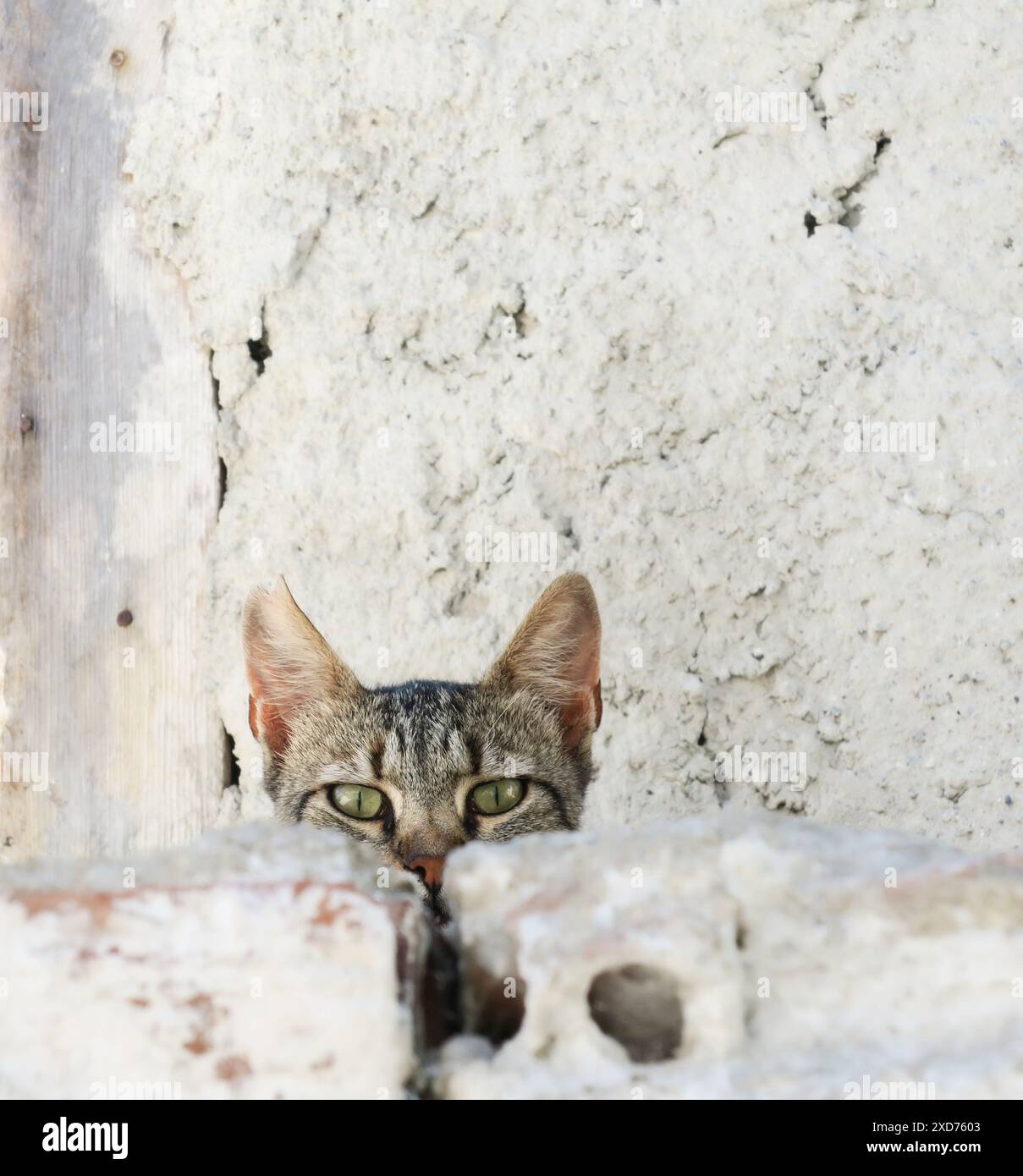 Gatti randagi della Grecia per le strade. Foto Stock