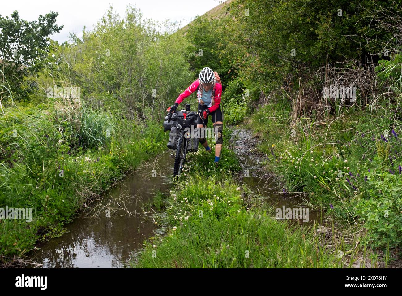 WA24886-00....... WASHINGTON - Vicky Spring, che attraversa un'area acquatica nella riserva naturale Clockum Wildlife area. Parte del percorso Cross Washington Mountain Bike. Foto Stock