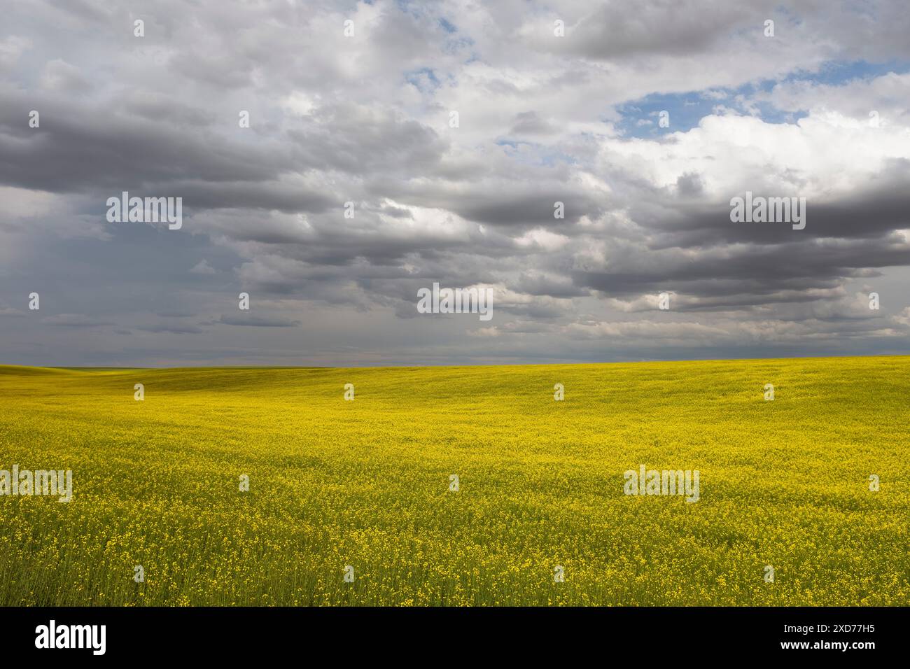 WA24911-00....WASHINGTON - nuvole sopra un campo di canola vicino a Ritzville. Parte del percorso Cross Washington Mountain Bike. Foto Stock