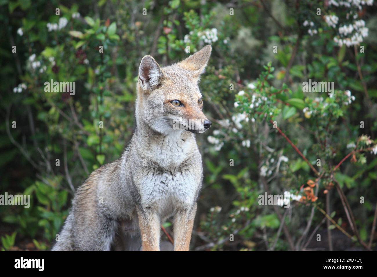 Zorro Gris Foto Stock