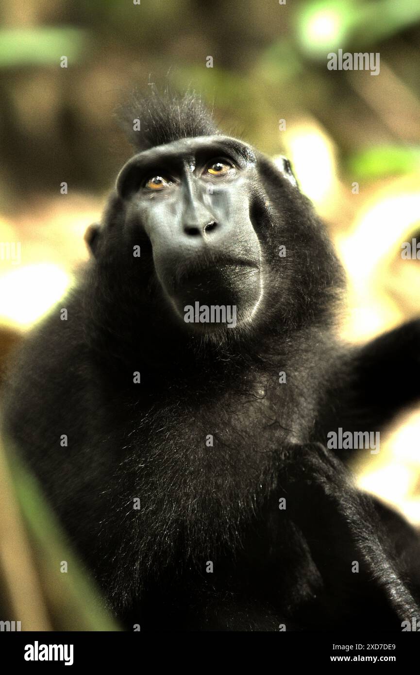 Ritratto di un macaco crestato Celebes (Macaca nigra) nella foresta di Tangkoko, Nord Sulawesi, Indonesia. Foto Stock