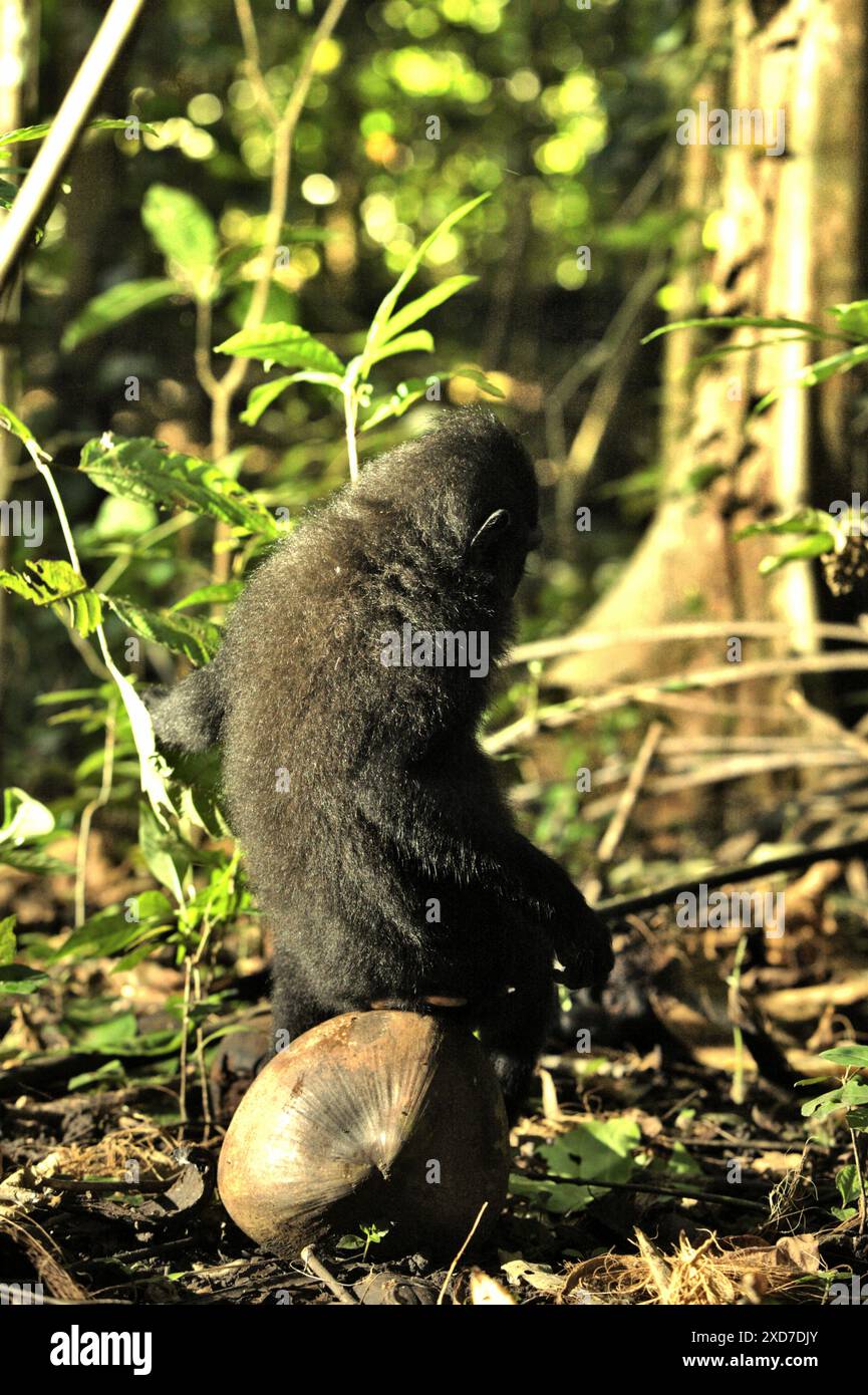 Ritratto posteriore di un giovane macaco crestato (Macaca nigra) seduto su un frutto di cocco nella foresta di Tangkoko, Sulawesi settentrionale, Indonesia. Foto Stock