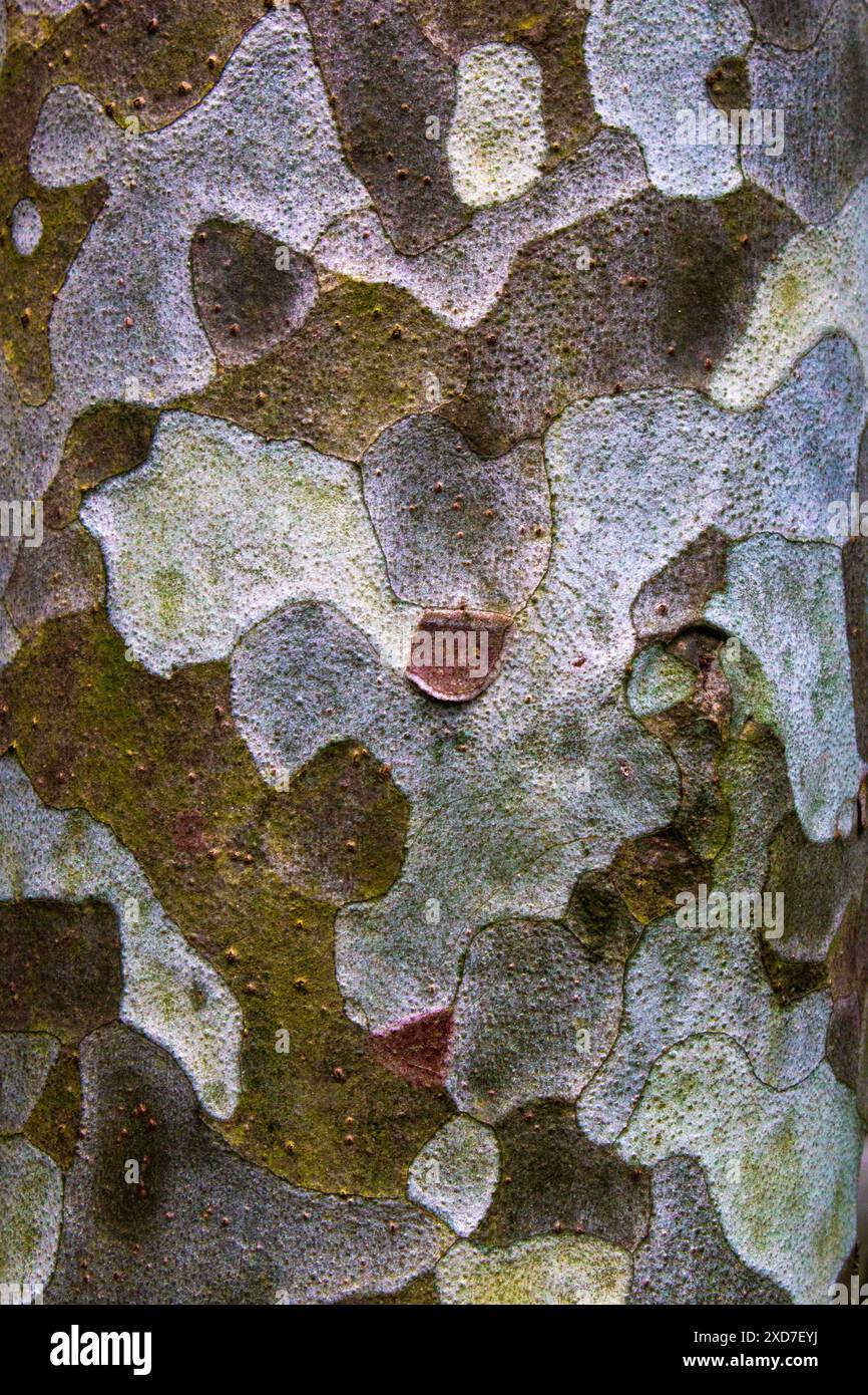 Primo piano della corteccia sul Lacebark Pine Foto Stock