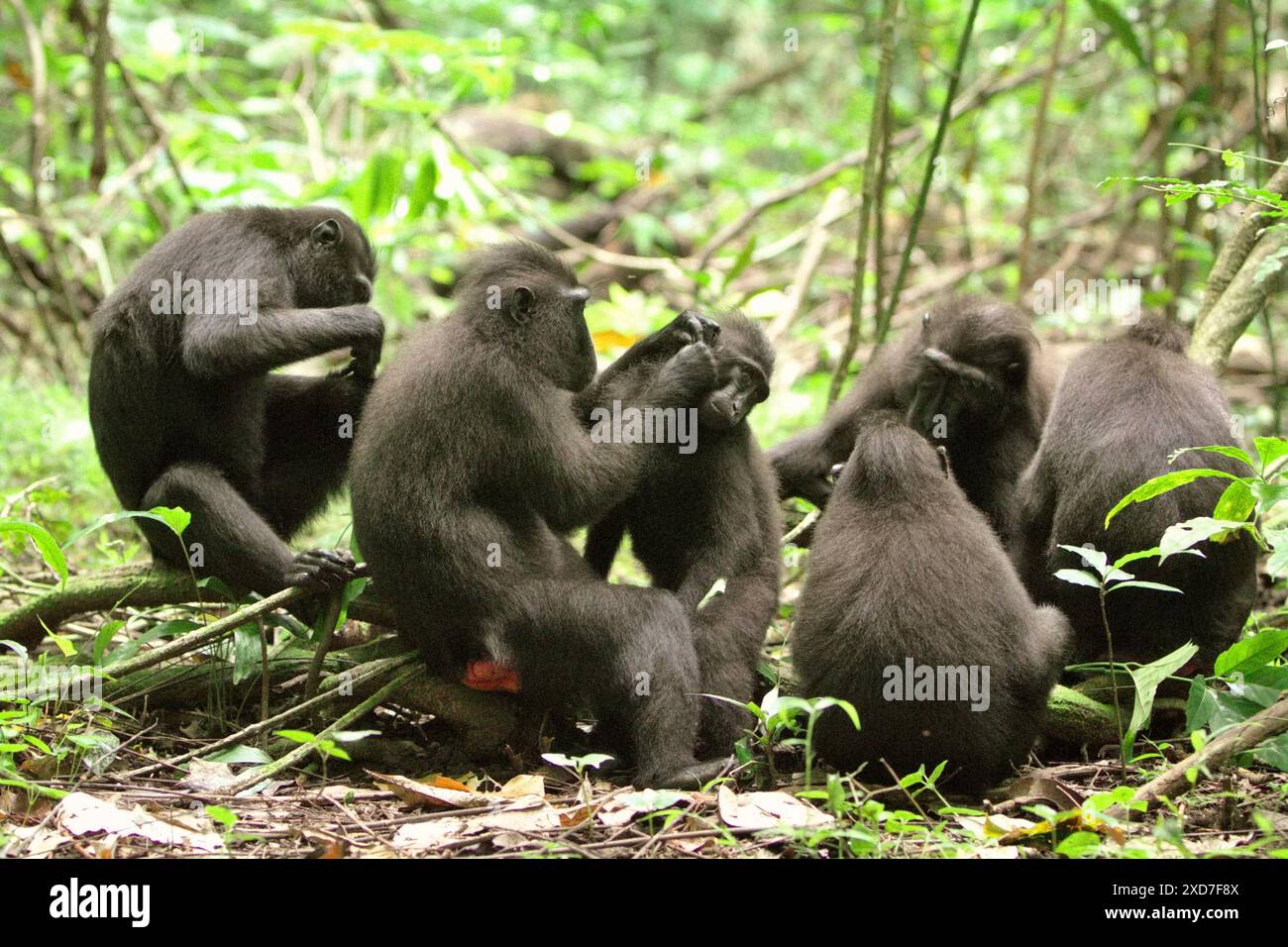 Una truppa di macachi di Sulawesi crestati neri (Macaca nigra) viene fotografata durante la loro attività sociale nella riserva naturale di Tangkoko, Indonesia. Foto Stock