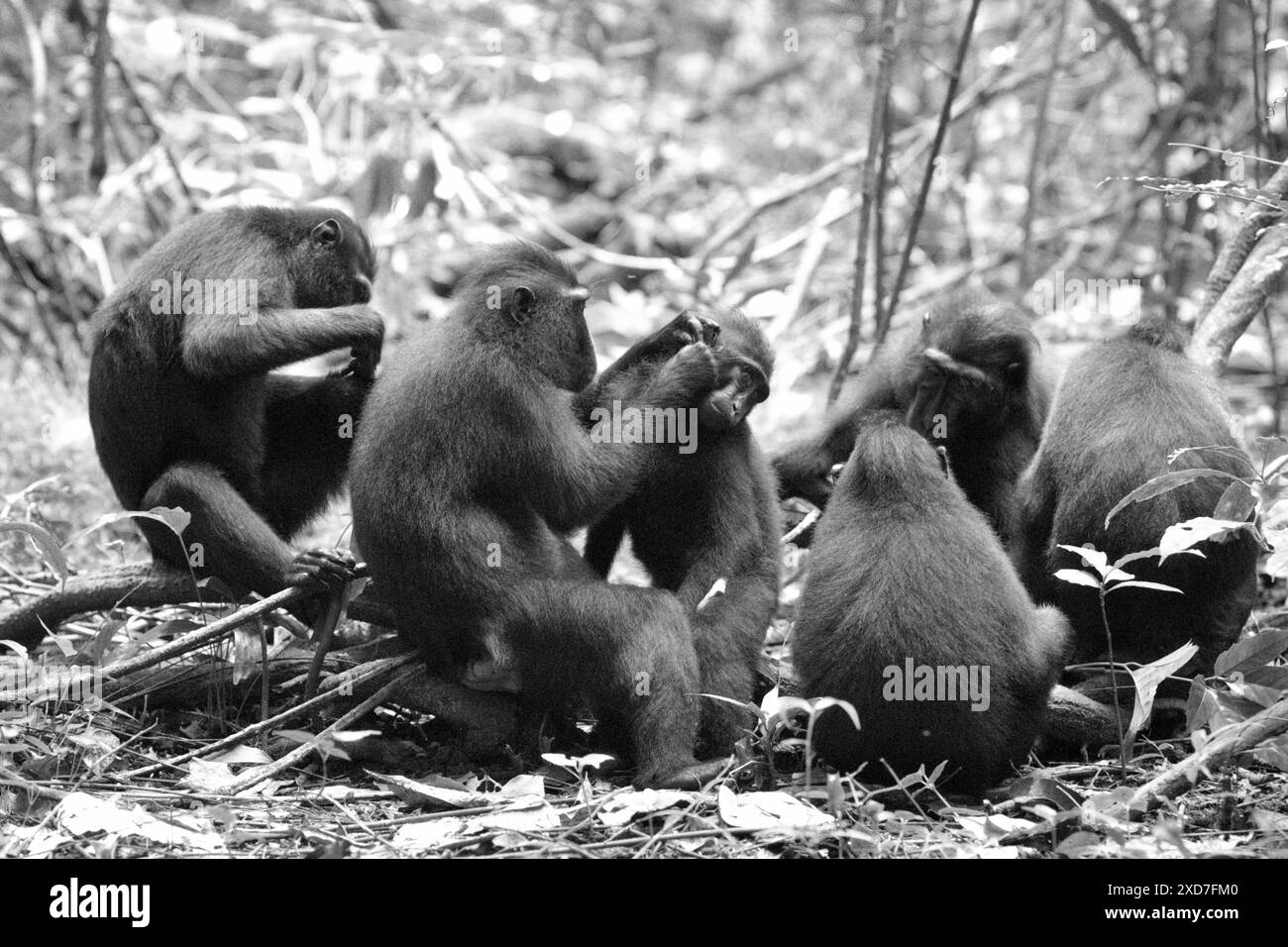 Una truppa di macachi di Sulawesi crestati neri (Macaca nigra) viene fotografata durante la loro attività sociale nella riserva naturale di Tangkoko, Indonesia. Foto Stock