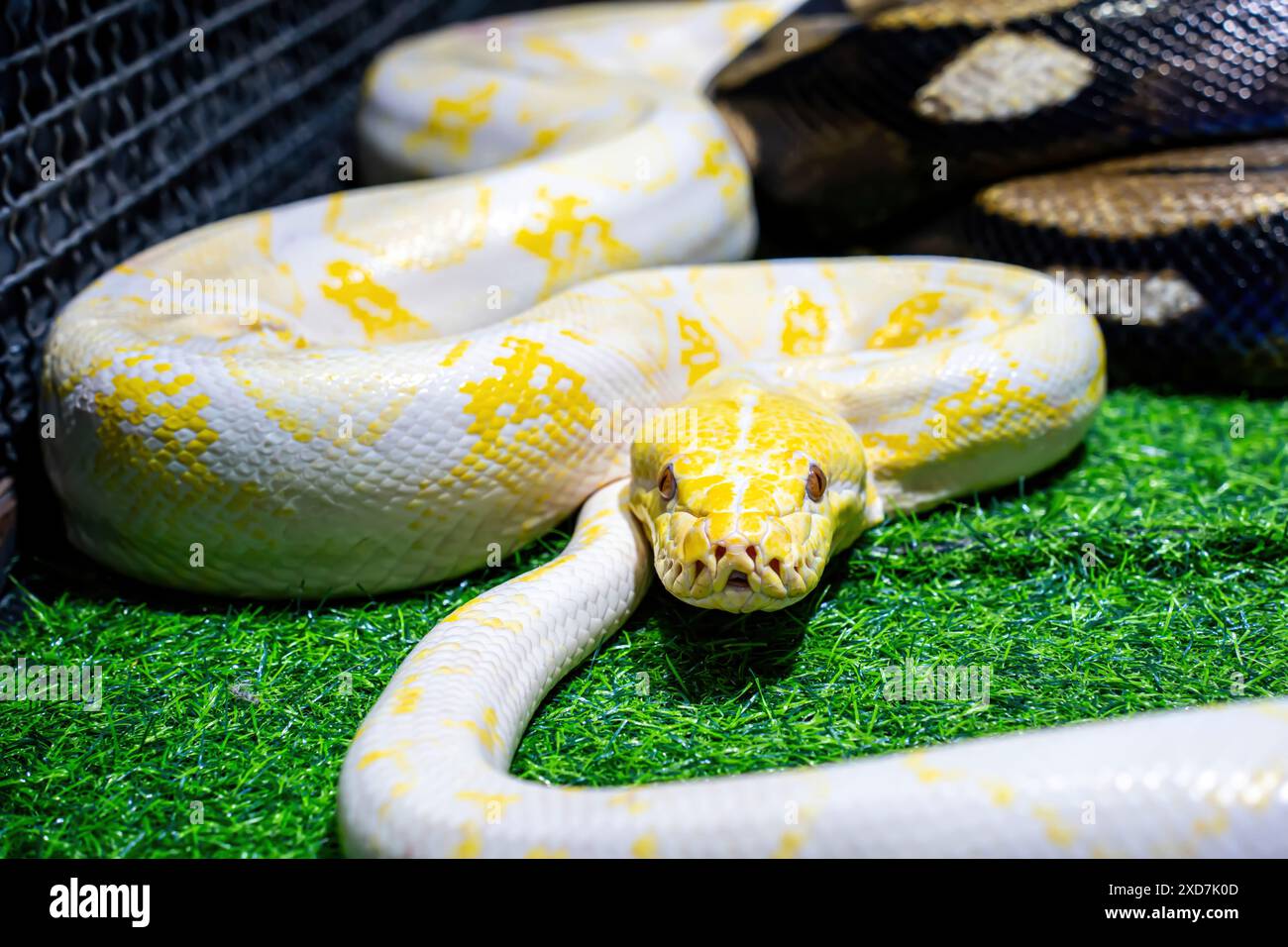 Albino pitone birmano è un animale domestico popolare in Thailandia. Foto Stock