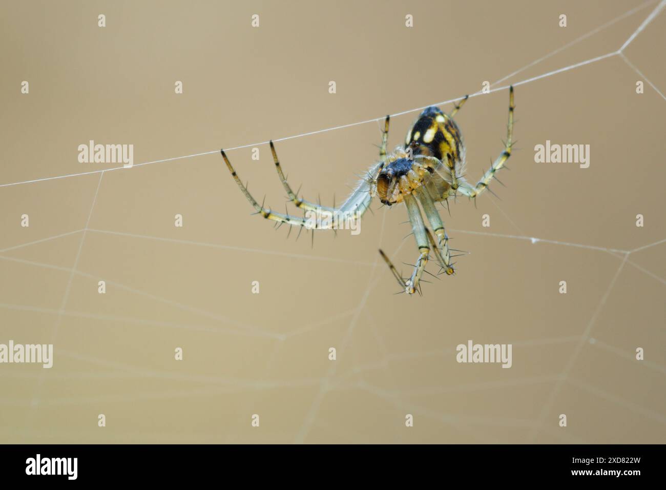 Mangora acalypha ragno sospeso nella sua ragnatela aspettando pazientemente la colazione, Alcoy, Spagna Foto Stock