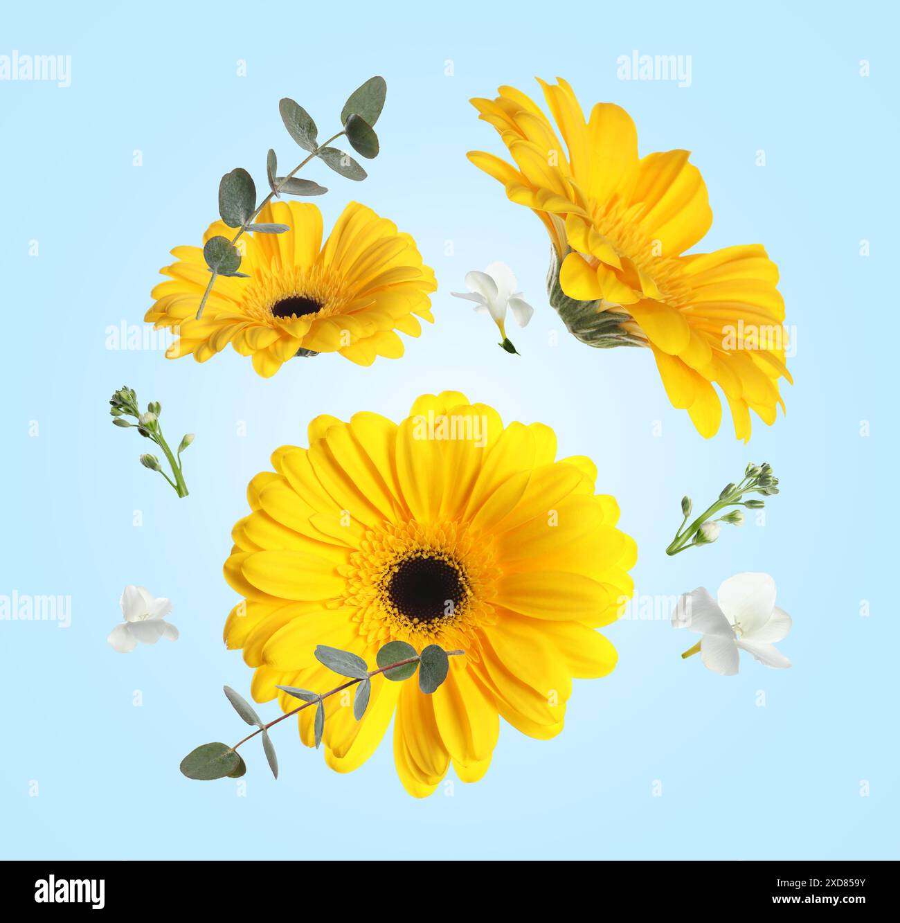Gerberas gialli e altri bellissimi fiori in aria su sfondo azzurro Foto Stock
