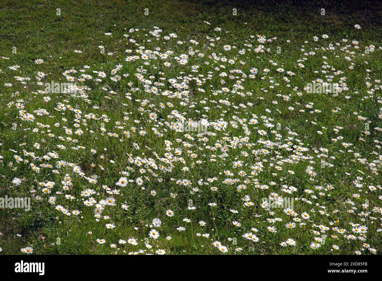Margherite in fiore su un prato di mezza estate. Foto: Bo Arrhed Foto Stock