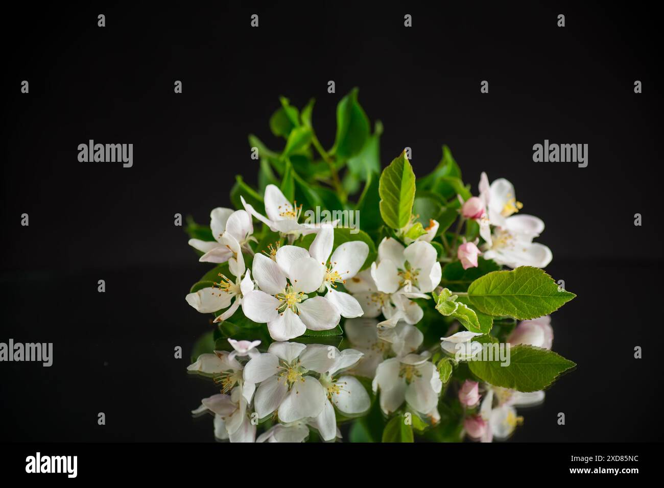 fiori di melo in fiore isolati su sfondo nero . Foto Stock