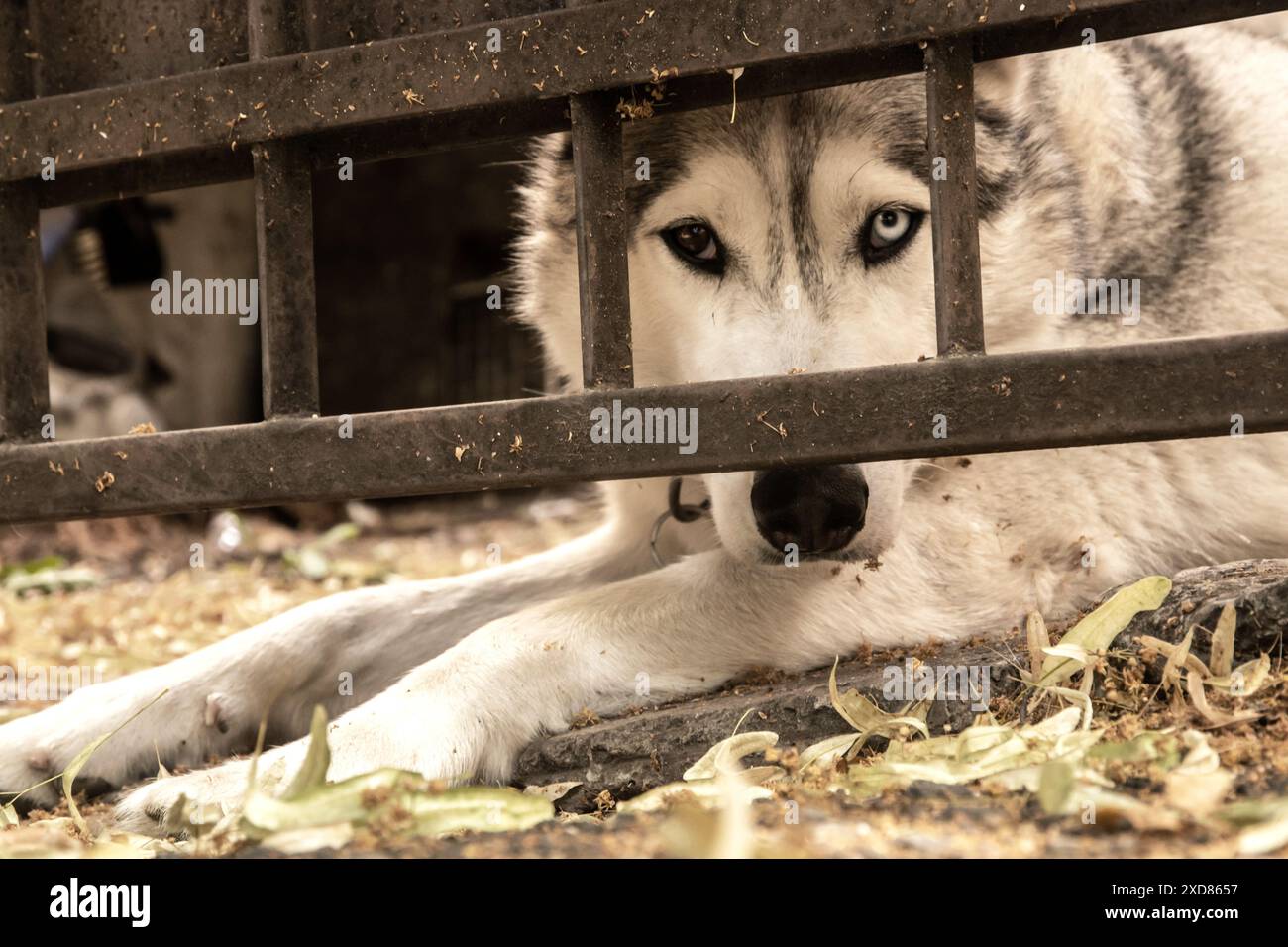 Husky siberiano che guarda sotto la porta del garage nelle calde giornate estive Foto Stock