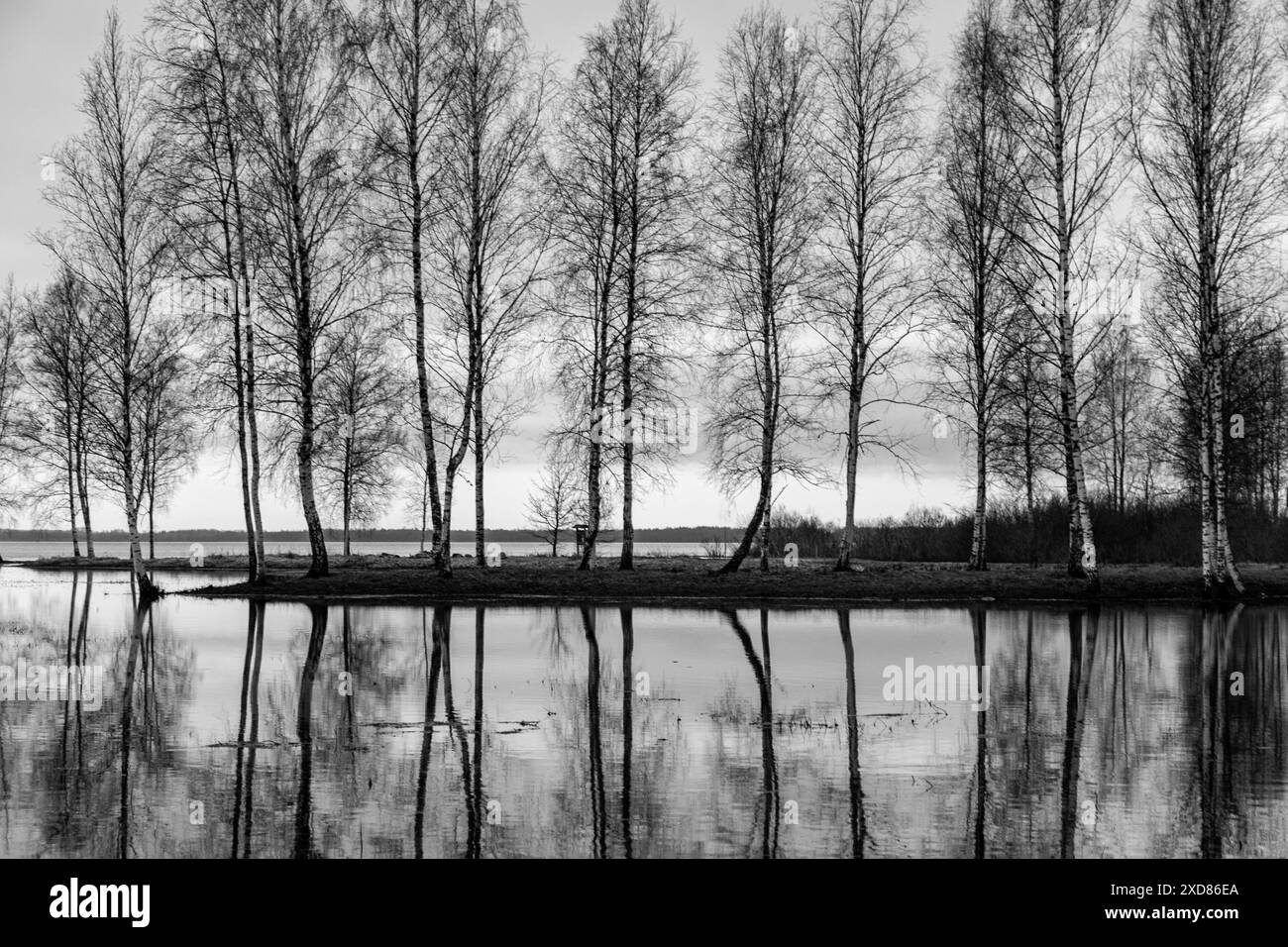 Paesaggio con un lago allagato, sagome scure di alberi in controluce, riflessi di alberi nell'acqua, paesaggio primaverile, lago Burtnieku, Lettonia Foto Stock