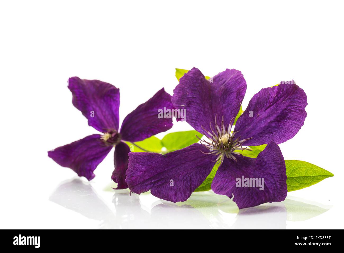 ramo di clematide viola in fiore, isolato su sfondo bianco . Foto Stock