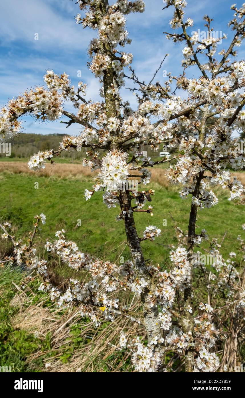 Primo piano della fioritura di spina nera fiori di Prunus spinosa che fioriscono in una siepe in primavera Inghilterra Regno Unito Regno Unito Gran Bretagna Gran Bretagna Foto Stock