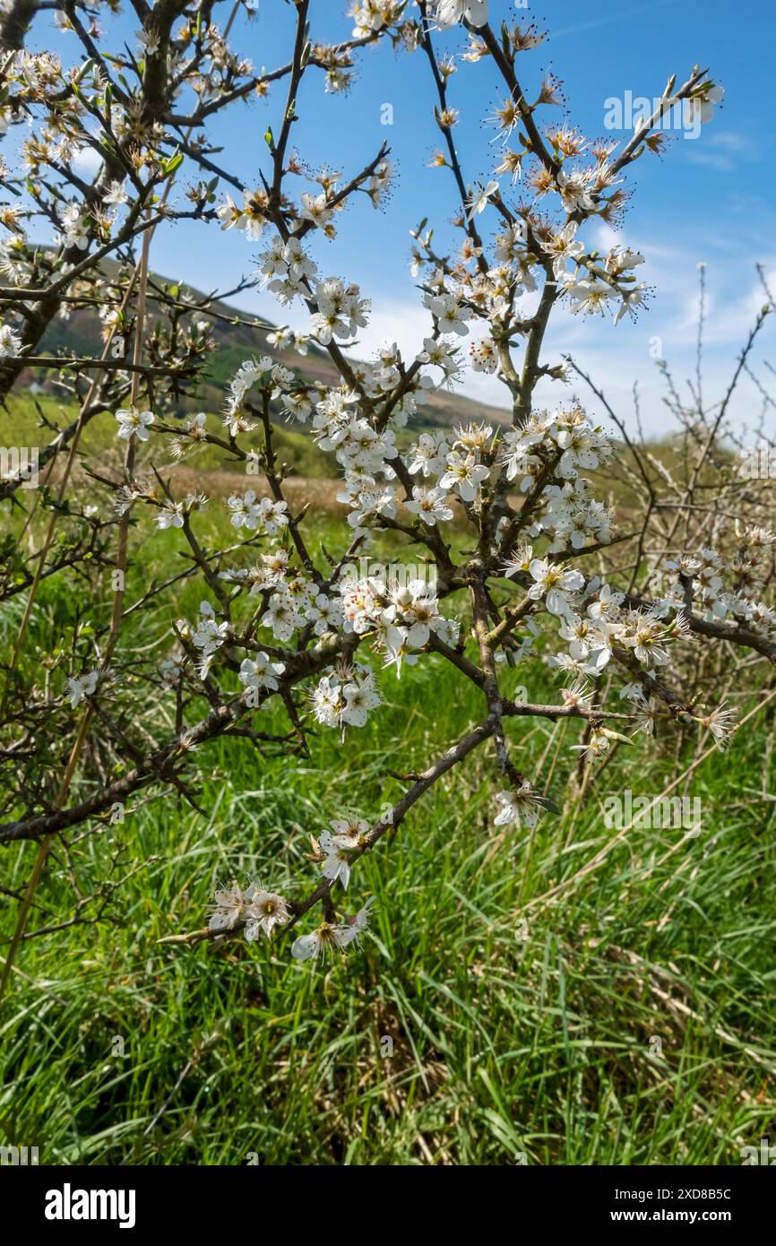 Primo piano di fiori di spina nera (Prunus spinosa) che fioriscono in una siepe in primavera Inghilterra Regno Unito Regno Unito Gran Bretagna Gran Bretagna Foto Stock