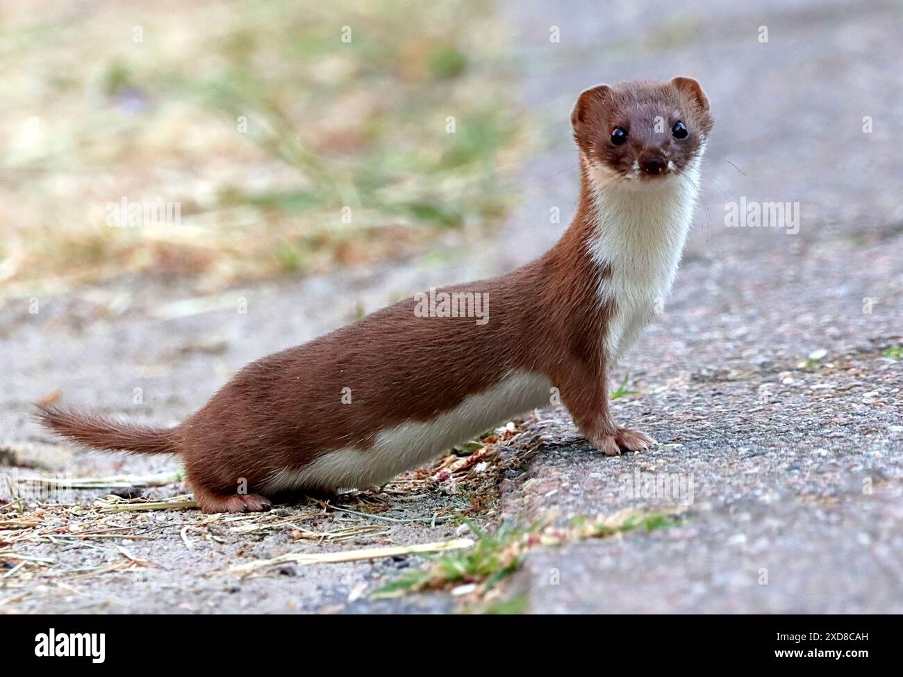 Donnola minima eurasiatica femminile (Mustela nivalis) Foto Stock