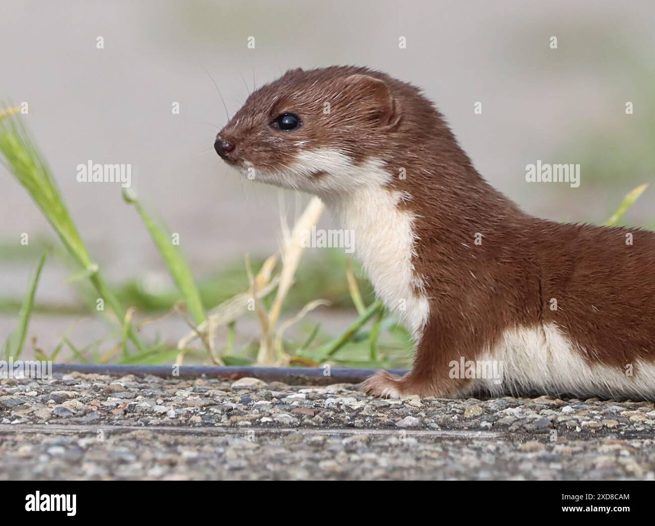 Primo piano di una donnola eurasiatica maschile (Mustela nivalis) Foto Stock