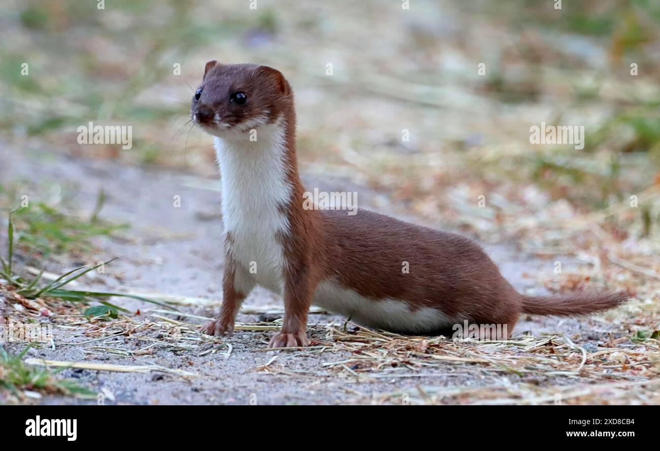 Donnola minima eurasiatica femminile (Mustela nivalis) Foto Stock