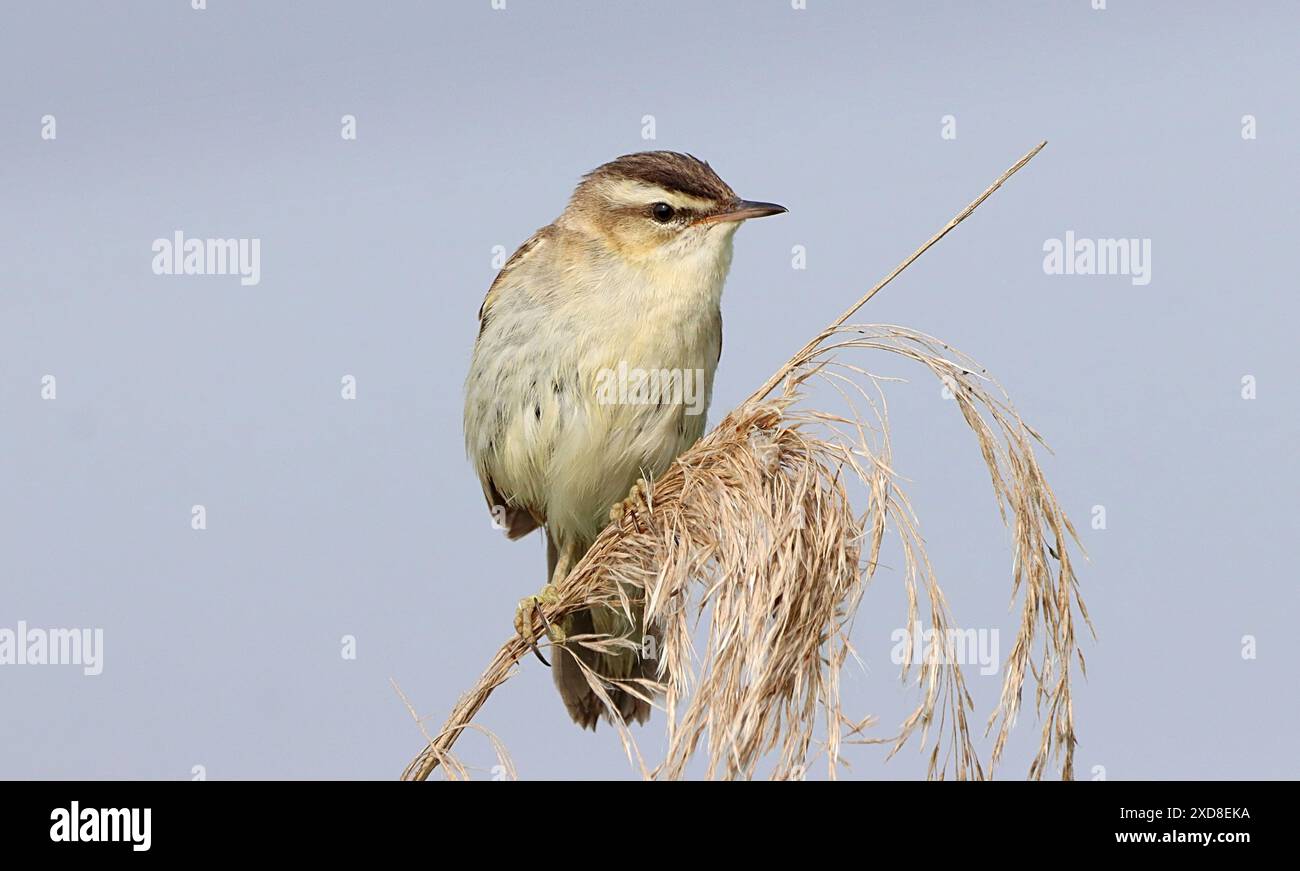 Parrucchiere europeo (Acrocephalus schoenobaenus) Foto Stock