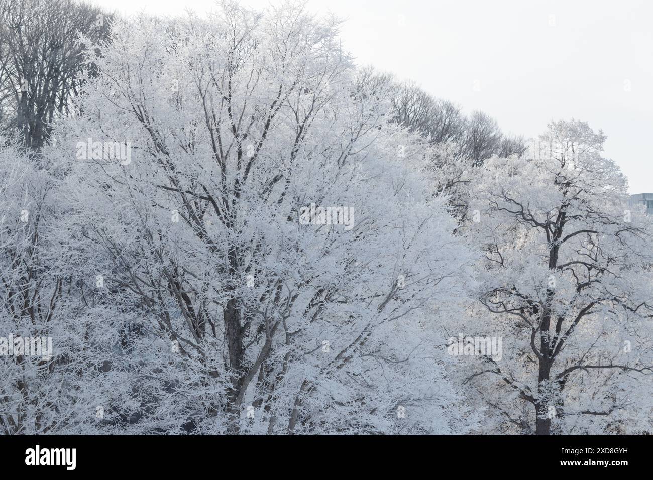 Luce del sole mattutina su grandi alberi bianchi ghiacciati nel paesaggio invernale Foto Stock