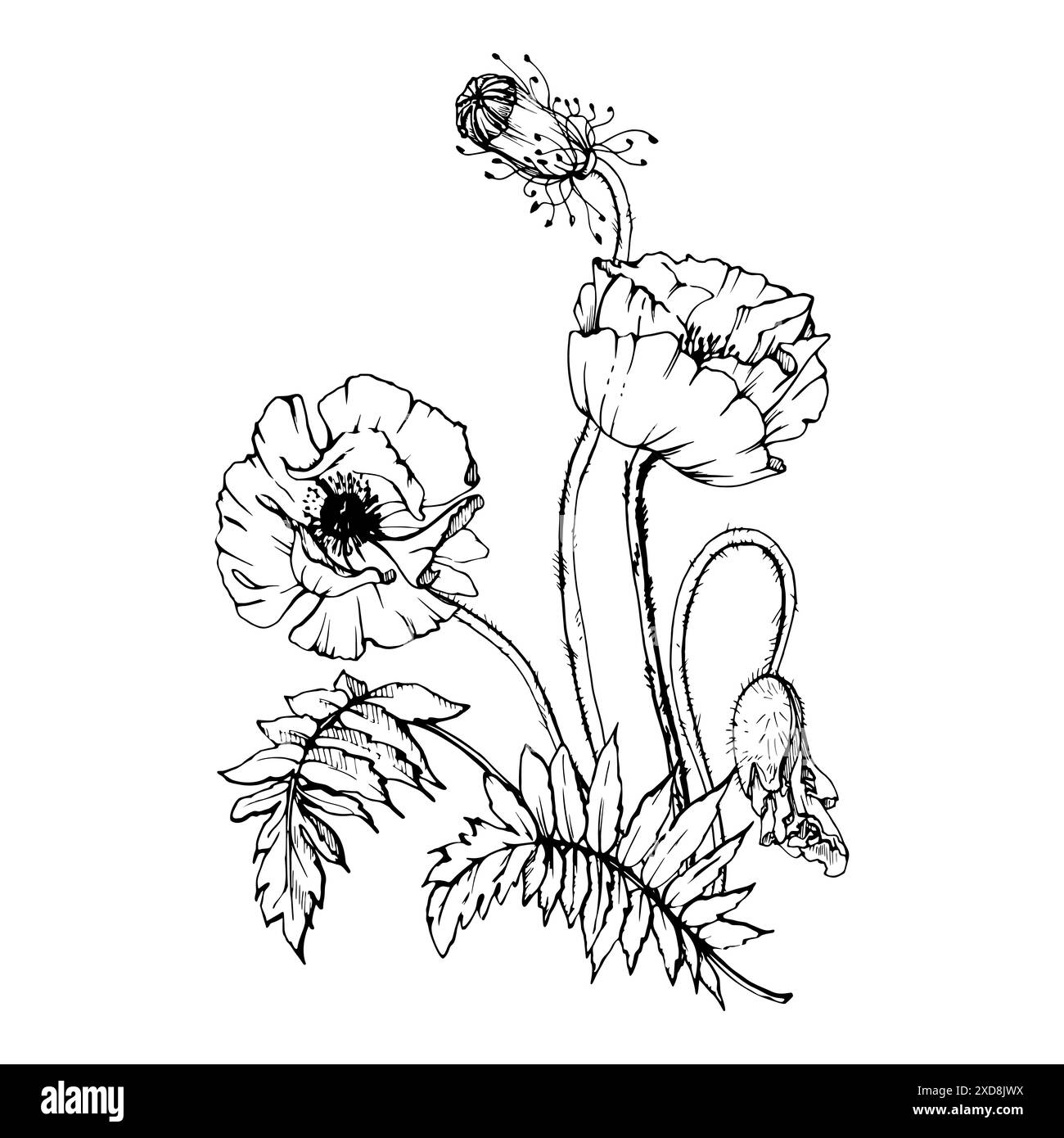 Illustrazione botanica vettoriale disegnata a mano fiori foglie. papavero rosso, steli cime di semi. Bouquet di campo isolato su sfondo bianco Illustrazione Vettoriale