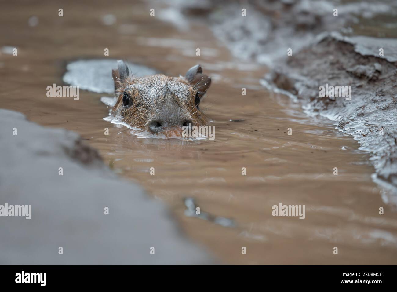 capybara, gioco, acqua, animale, vita selvaggia, animale carino, tenero, Foto Stock